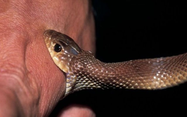 مع بداية الصيف.. انتشار الأفاعي والعقارب يثير قلق المواطنين