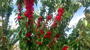 1400 هكتار أشجار مثمرة تدخل الإنتاج