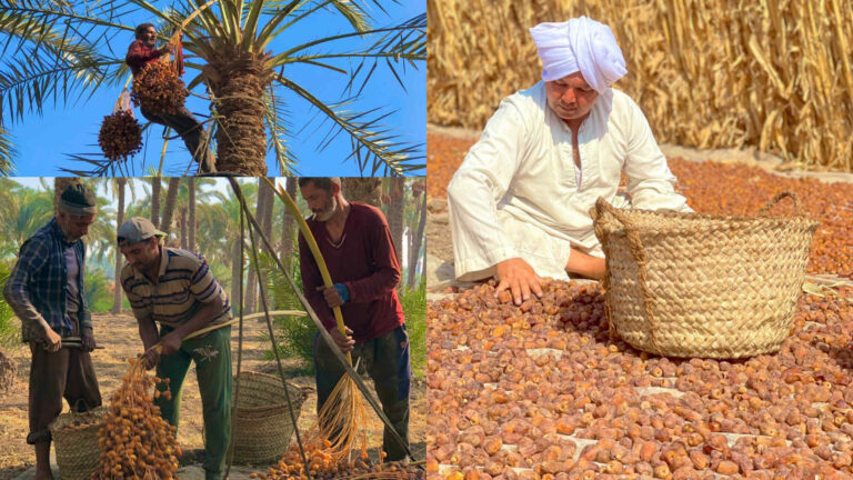 تمور قرية المرازيق قصة حصاد يجمع الاقتصاد والمجتمع والبيئة