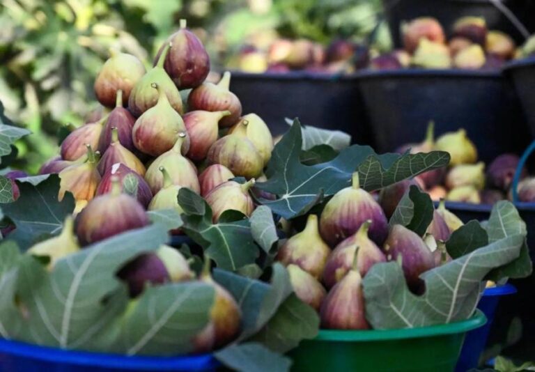 هل تعلم ماذا يحدث لجسمك عندما تأكل التين يوميا؟