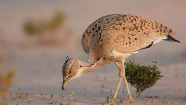 10 ملايين طائر مهاجر يعبرون سماء المملكة سنويًا