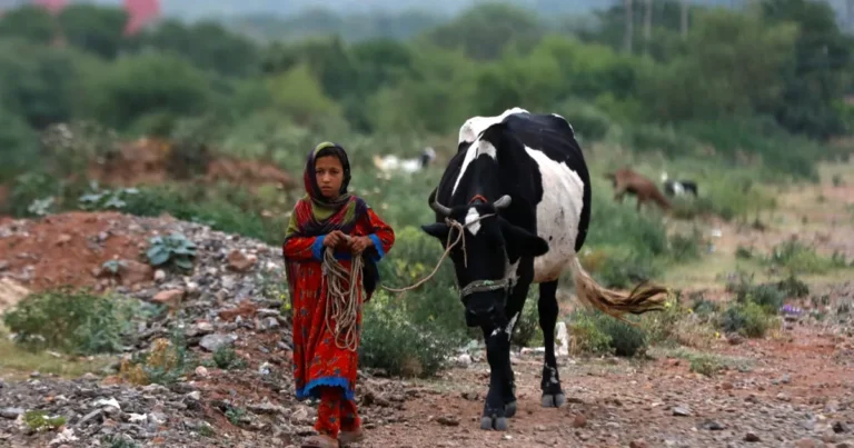 الحليب غير المبستر يحمل بكتيريا مقاومة للمضادات الحيوية