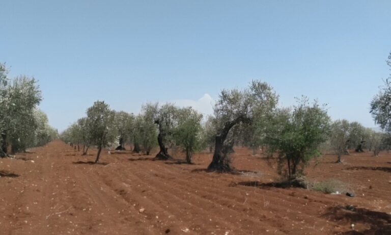 زيتون حلب.. تراجع الإنتاج يضغط على الفلاحين