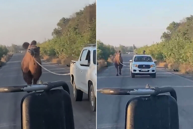 لماذا تستخدم روسيا الجِمال وحيوانات أخرى في الحرب الأوكرانية؟