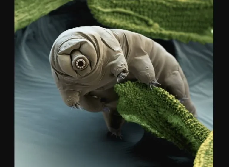 «دب الماء»… حيوان صغير يُنتج بروتيناً يمكنه إحداث ثورة بعلاج السرطان