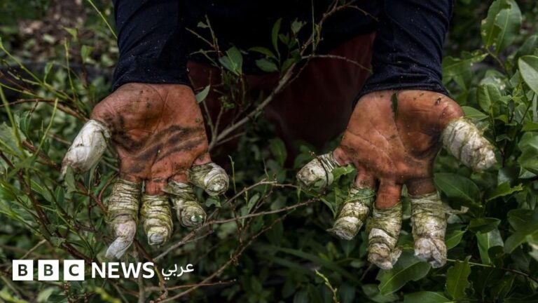 “فنزويلا تلعب دوراً أساسياً في تهريب المخدرات”، ما صحة اتهام ترامب؟