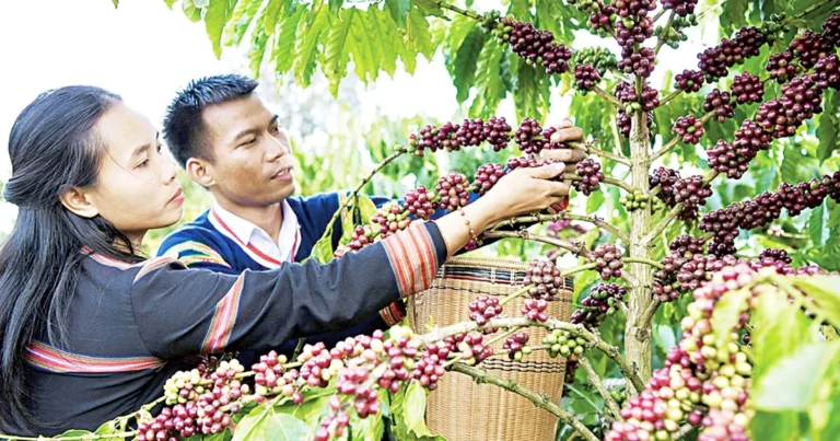 أصبحت زراعة المحاصيل حجر الزاوية في الزراعة التجارية.