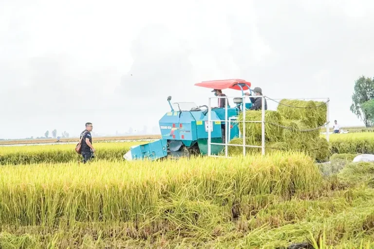 إعادة تدوير المنتجات الثانوية، ورعاية البراعم الخضراء.