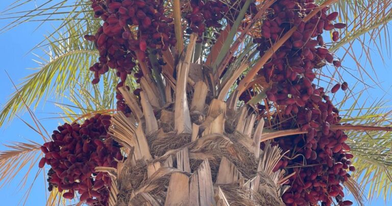 كيف تخطط مصر لتحويل صدارتها عالميا بإنتاج التمور لعائد تصديري؟ | اقتصاد